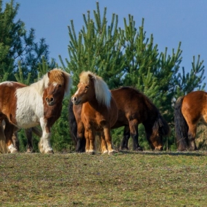 DSC09902-Edit-2